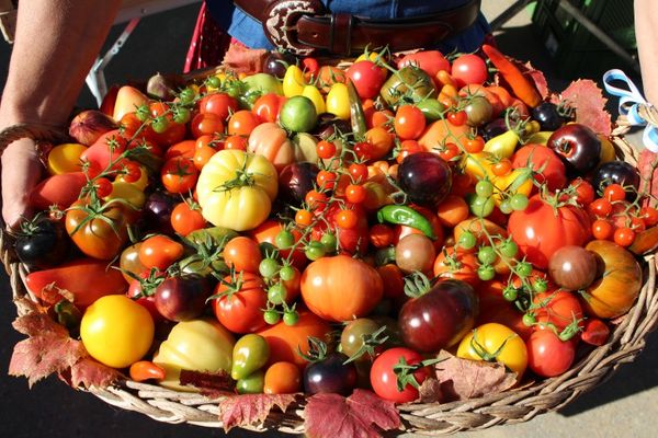 Wochenmarkt Utting Tomaten