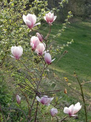 Die Magnolie