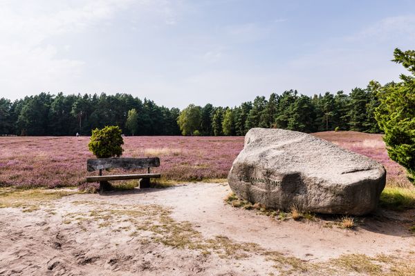 Hermann Löns Gedenkstein in der blühenden Klein Bünstorfer Heide