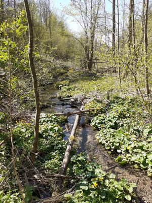 Campingplatz Bergesruh Lillachtalquelle Frühling