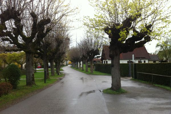 Allee zur St. Remigius Kirche