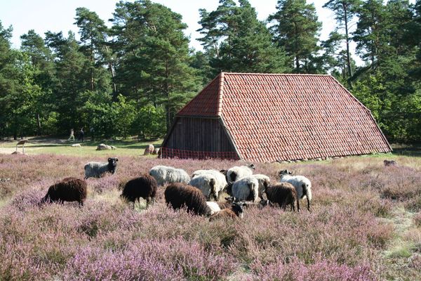 Bodenteicher Heide mit Schafstall und Schnucken