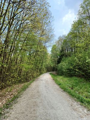 Ein lichter, breiter, befestigter Weg verläuft zwischen Gräsern und Laubbäumen.