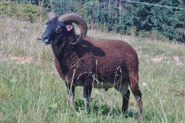 Soay-Schaf