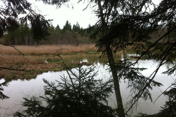 Weiher bei der Ammer
