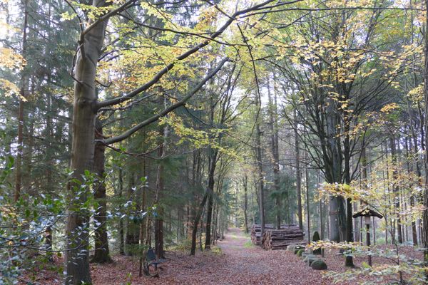 Der Hirschgeweihweg im Herbst