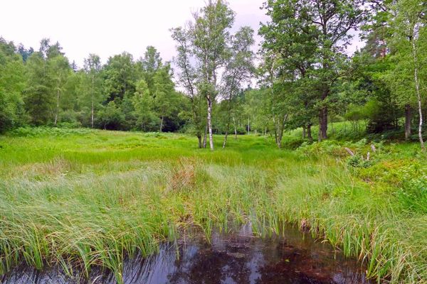 Moorlandschaft Rotes Wasser