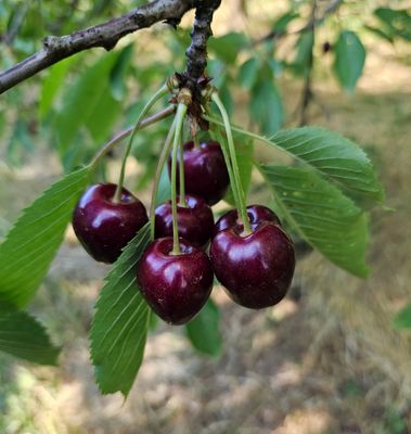 Saftig rote Kirschen hängen an einem Baum.