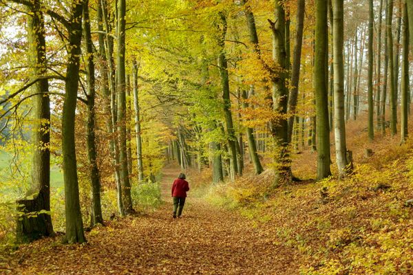 Ein Waldweg im Herbst, der übervoll mit braunbuntem Laub ist. Eine Frau mit roter Jacke und brauner Hose läuft den Weg zwischen hohen Laubbäumen mit bunten Blättern entlang. Rechter Hand erhebt sich ein Waldhügel.