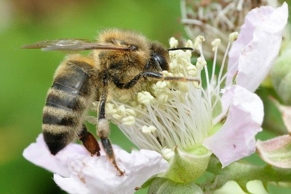 Biene auf Apfelblüte