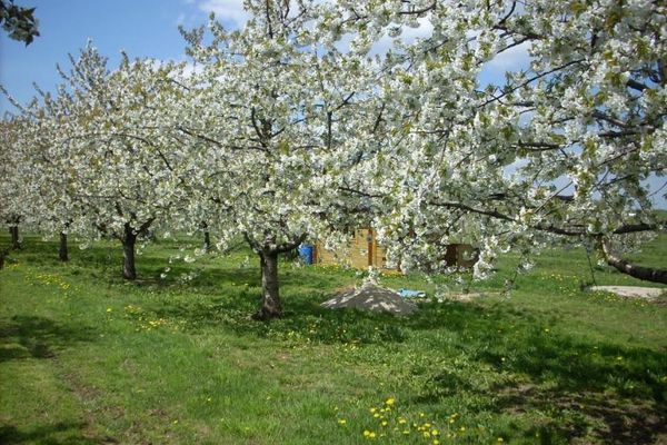 Kirschblüte