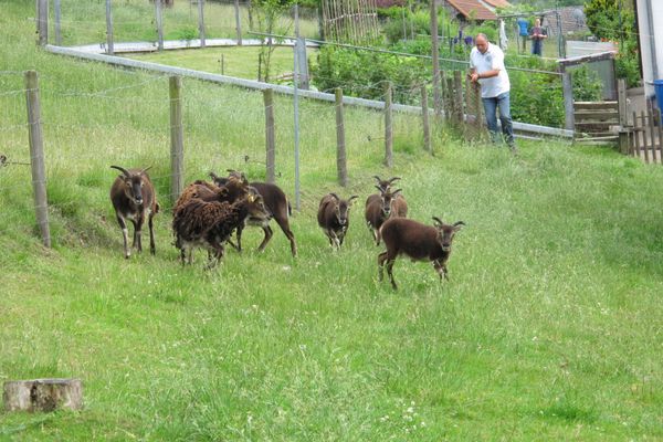 Schäfer Manfred Keßler mit Soay-Schafen