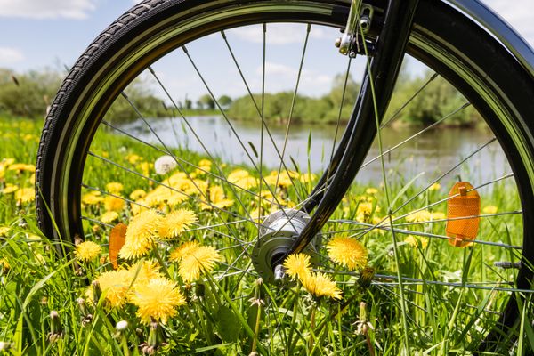 Fahrrad auf einer Wiese mit einem Fluss im Hintergrund und blühender Löwenzahn