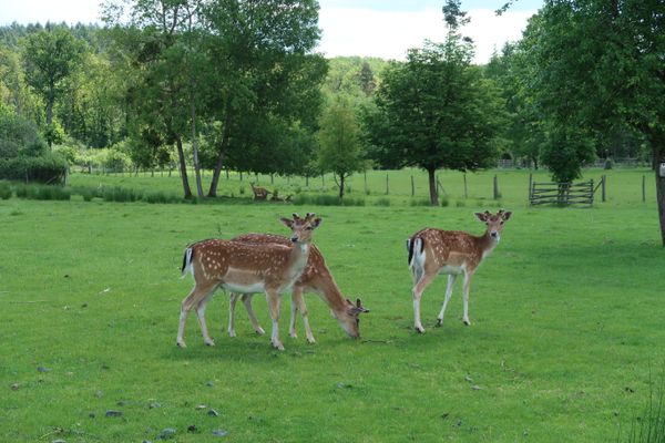 Junge Hirsche im Wildgehege Sambachshof