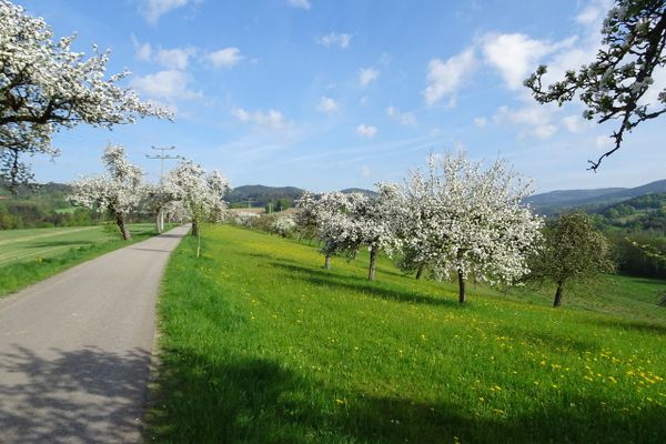 Unter weiß blauem Himmel durchtrennt eine schmale Straße eine Wiese in der viele, herrlich blühende Obstbäume stehen.