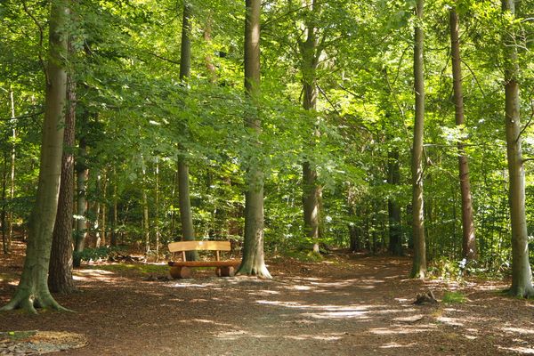 Wanderweg inmitten der Lieth von Bad Fallingbostel, auf der Linke Seite sieht man eine Sitzbank