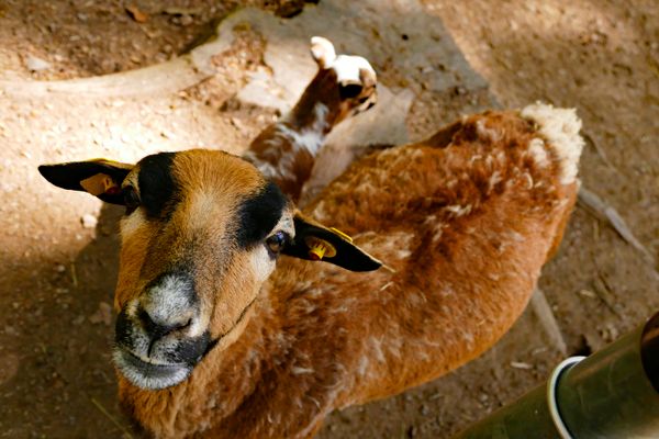Bergtierpark Fürth