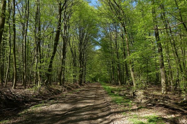 Der Lohn - Waldnaturschutzgebiet