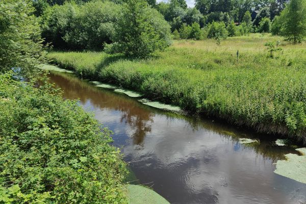 Blick auf den Fluss Gerdau bei Holdenstedt mit langsam fließendem Wasser, bewachsenen Ufern, Röhricht und niedriger Vegetation. Am gegenüberliegenden Ufer liegen Wiesenflächen und einzelne Bäume, im Hintergrund dichter Laubwald unter sommerlichem Himmel.
