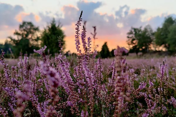 Sonnenuntergang in der Ellerndorfer Wacholderheide, Nahaufnahme