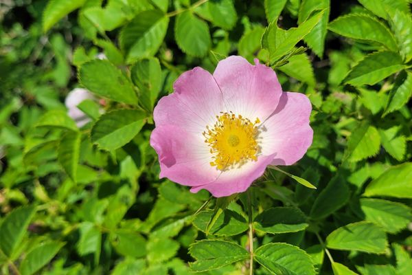 Hecken-Rose