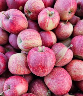 Viele rot leuchtende Äpfel