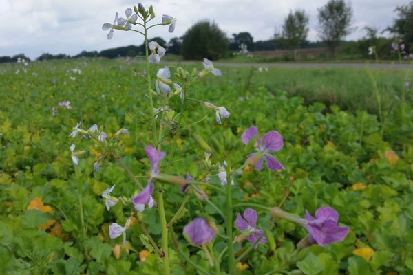 Blühendes Rettichfeld zwischen Kroetze und Kroetzmühlemit weißen und violetten Blüten.