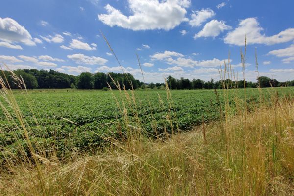 Weite Ackerfläche in der Feldmark bei Holxen mit grünem Bewuchs. Im Vordergrund stehen hohe trockene Gräser am Feldrand, im Hintergrund Baumgruppen entlang des Horizonts. Darüber ein blauer Himmel mit locker verteilten Quellwolken.