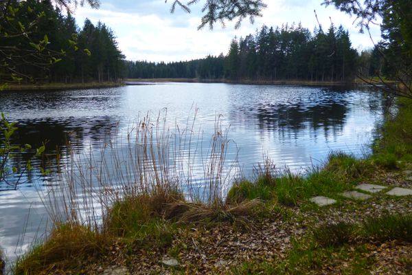 Der Pollinger Weiher liegt wunderschön inmitten von Mooren, Wiesen und Wäldern.