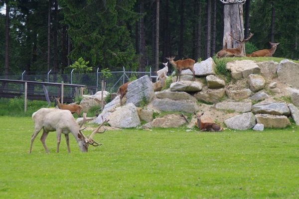 Hirschgehege im Wildpark Mehlmeisel