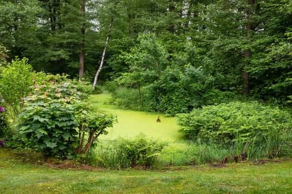 Kleiner Teich mit grüner Wasseroberfläche, umgeben von Farnen, Sträuchern und dichtem Baumbestand im Hintergrund.