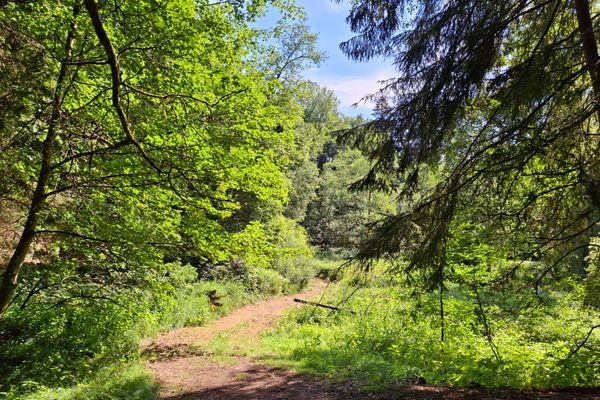 Zwischen einer freien, sonnigen, von Gräsern bewachsenen Fläche im Laubwald führt ein Weg hindurch.