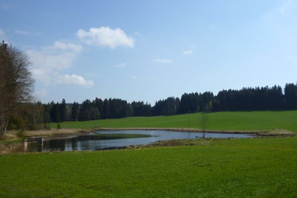 Der Badweiher östlich von Steingaden.