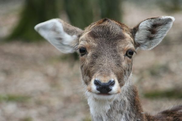 Wild-Park Klaushof