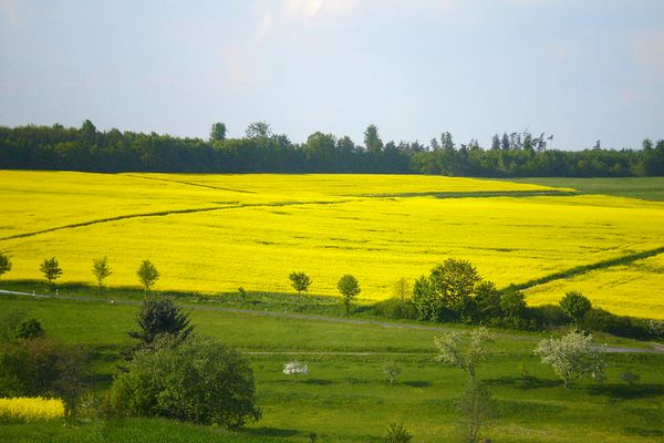 Weiter Blick in eine Frühlingslandschaft mit üppig gelb blühendes Rapsfeldern und tiefgrünen Wiesen. Die Landschaft ist sanft gewellt und im Hintergrund schließt ein sattgrüner Wald die Landschaft vor der Kulisse des klaren Himmels ab.