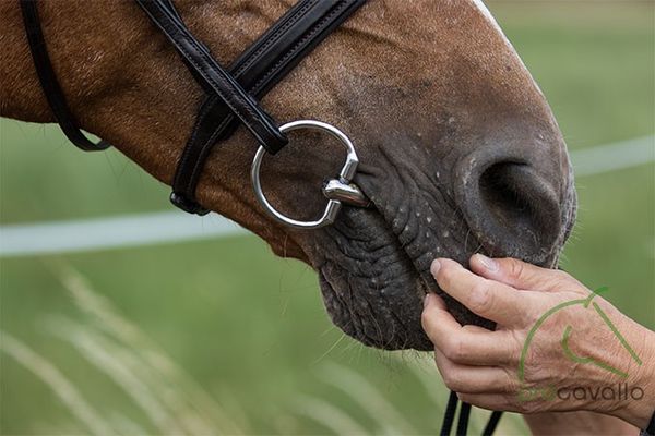 Produkte für Roß und Reiter im Procavallo Mühltal