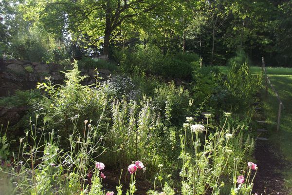 Der Betrachter blickt auf Blumen, eine Wiese und dahinter hohe Bäume.