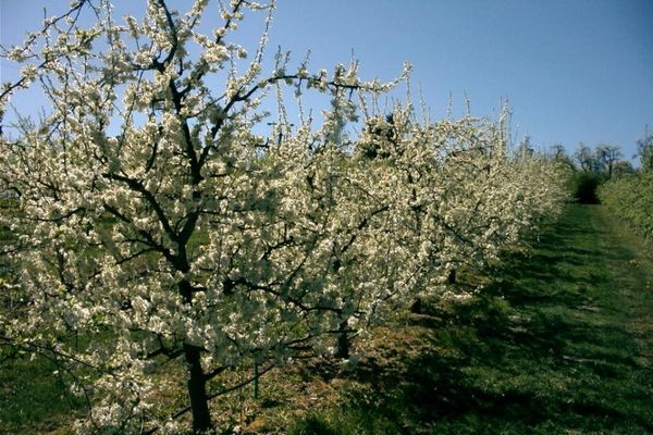 Zwetschgen in Blüte