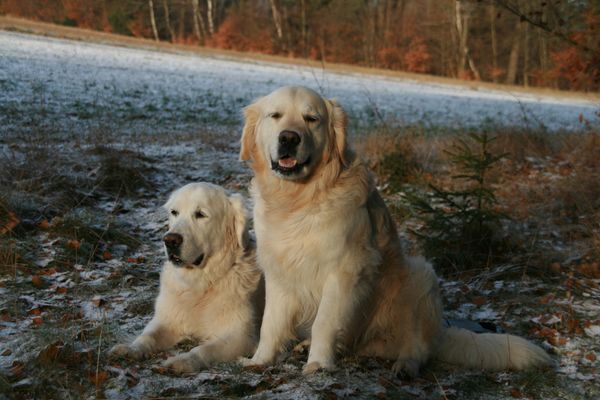 Hardy & Cosmo ... die Hunde im Haus