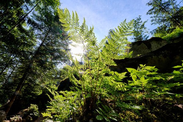 Grüner Farn vor blauem Himmel