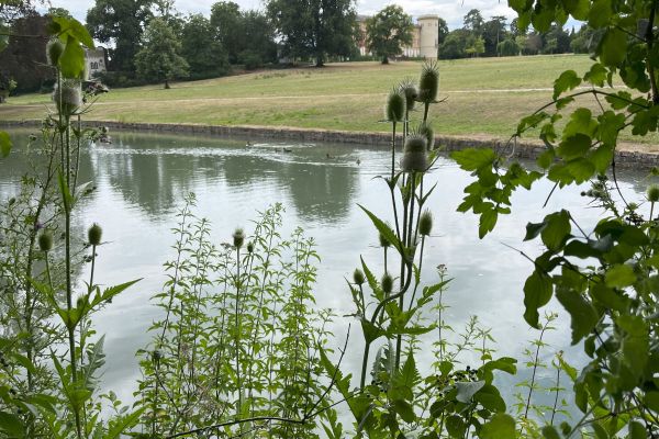 Bild des Datensatzes Kostenlose Kräuter- und Heilpflanzenführung im Schlosspark Herrnsheim