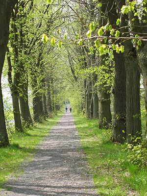 Ein gerader Wanderpfad ist links und rechts von üppig grünen Linden gesäumt. Auf dem Weg befinden sich zwei mit Rucksächen bepackte Wanderer. Der Blick in die Tiefe der Allee verliert sich im Grün der Bäume.