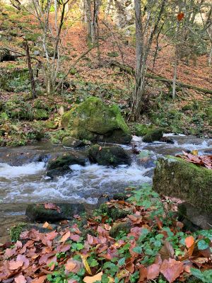 Der Perlbach fließt durch einen herbstlichen, laubbedeckten Wald mit kahlen Bäumen und stellenweise niederen Grünpflanzen. Am Ufer liegen bemooste Steine.