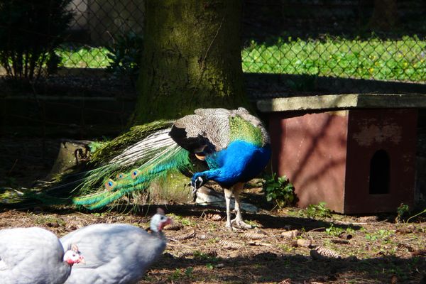 Groß-Rohrheimer Vogelpark