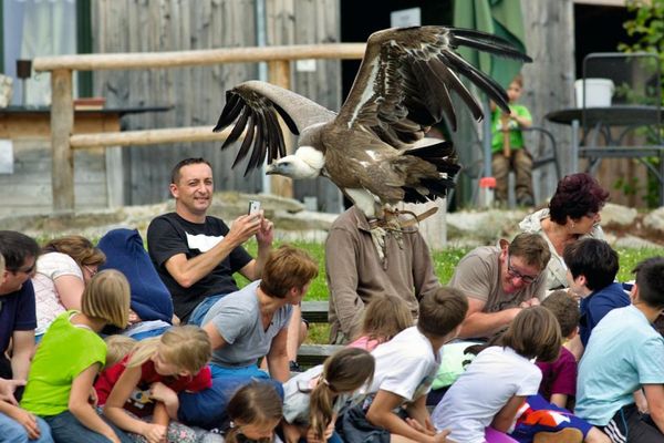 Flugshow im Greifvogelpark Katharinenberg