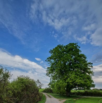 Kleinhül Linde