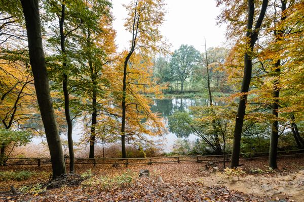 Blick auf einen großen Teich umgeben von herbstlichen Bäumen
