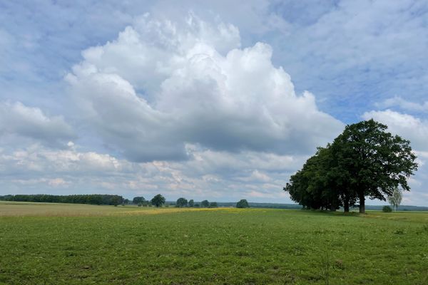 Feld bei Medingen