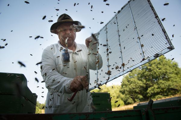 Imker mit Hut und Imkerpfeife hebt Gitter aus dem Bienenstock