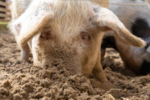 Bentheimer Schwein Nahaufnahme im Museumsdorf